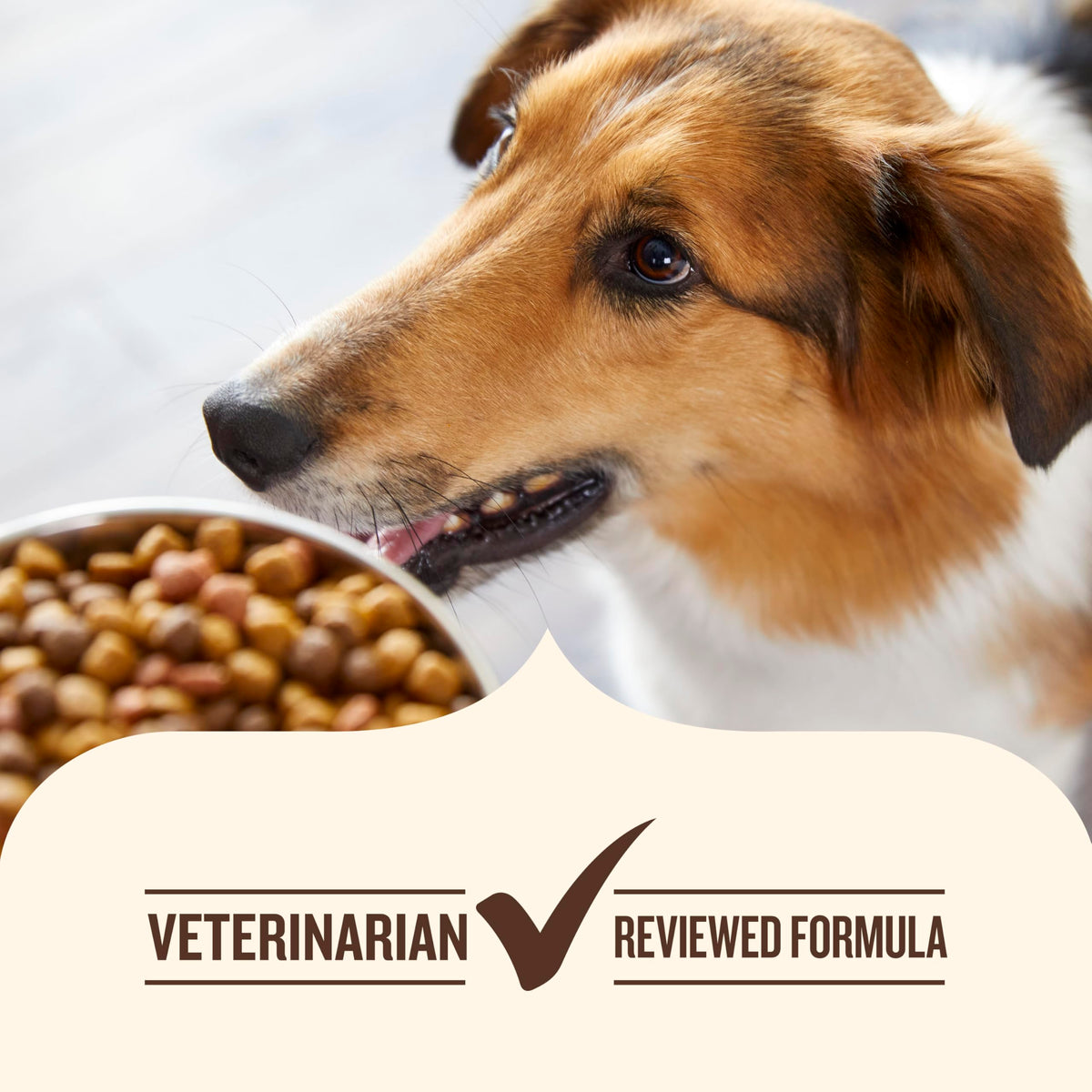 Grain Free Salmon Dry Dog Food 23 lb. Bag Y96027